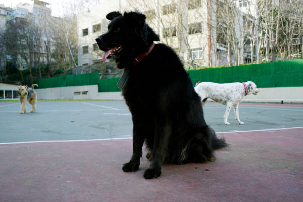 Dogs playing in the park