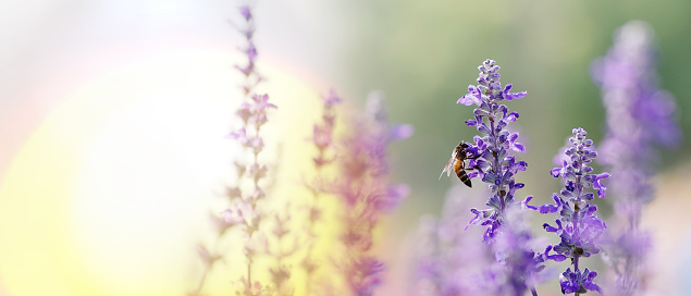Honey bee pollinating working on purple - blue flowers of Blue Salvia or mealy sage the ornamental flower plant in summer garden nature background, panoramic view with copy space for banner.