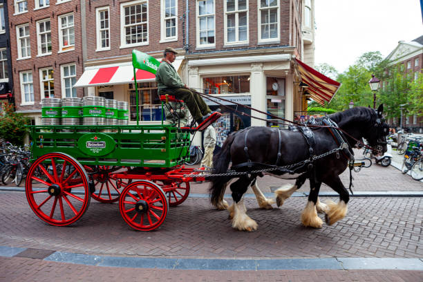 carrozza trainata da cavalli con fusto di birra heinekin verde lungo spuistraat street ad amsterdam, paesi bassi - open foto e immagini stock