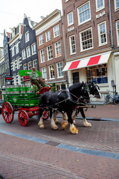 green heinekin beer keg cheval tiré en calèche le long de la rue spuistraat à amsterdam, pays-bas - open country photos photos et images de collection