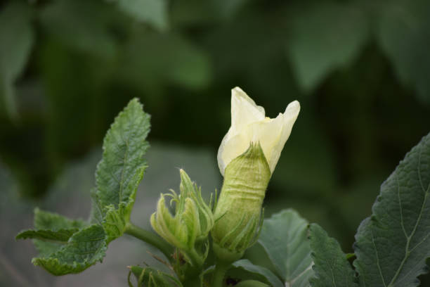 flor señora dedo de cerca, la naturaleza de la planta vegetal en el jardín - zucchini blossom squash single flower fotografías e imágenes de stock