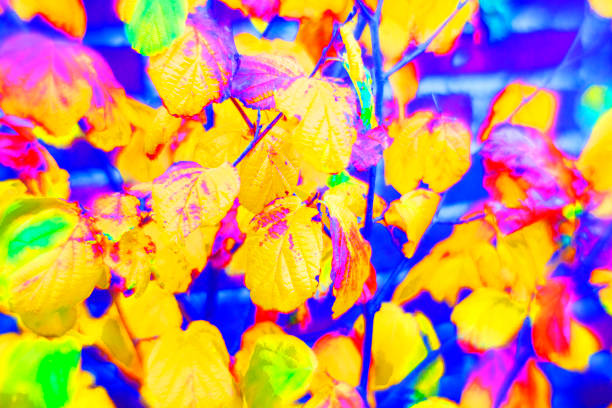 istock Kaleidoscope garden F5.6 1210822995