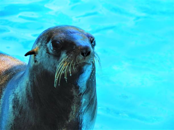 istock American Sea Lion. 1210823057