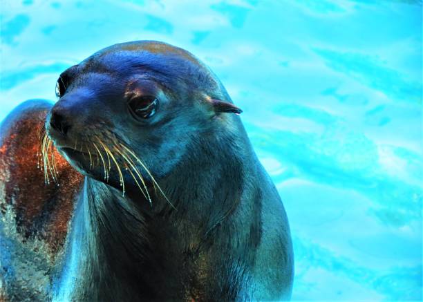istock American Sea Lion. 1210823068