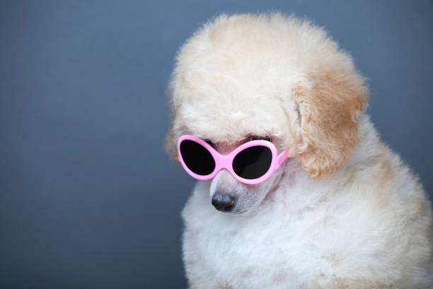 istock image of dog sunglasses dark background 1210823346