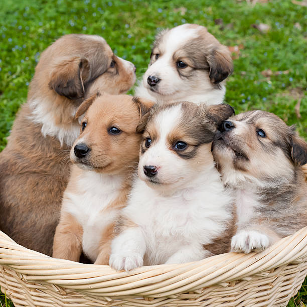 istock Dog, Collie, Puppy 121082398