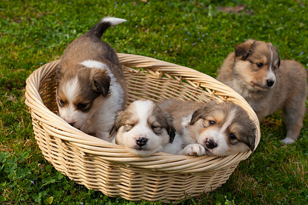 istock Dog, Collie, Puppy 121082415