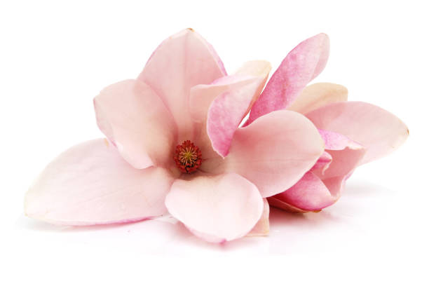 istock Pink spring magnolia flowers 1210825508