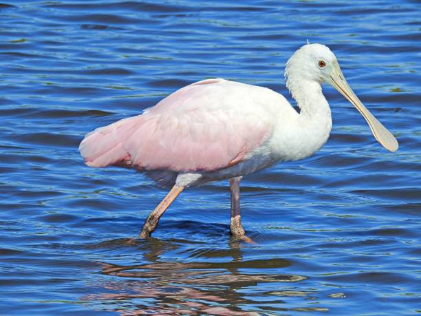 istock Roseate Spoonbill (Platalea ajaja) - walking in the Florida lagoon - profile 1210825826