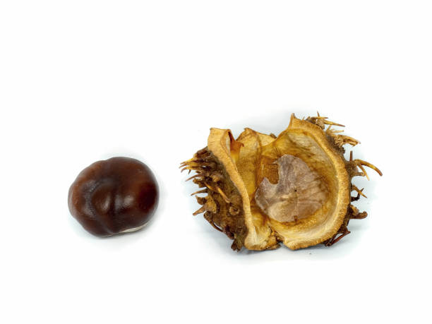 istock dry brown chestnut isolated on white 1210826072
