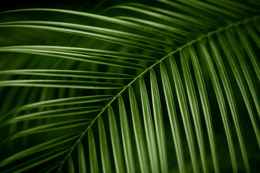 Tropical palm tree leaves with selective focus.