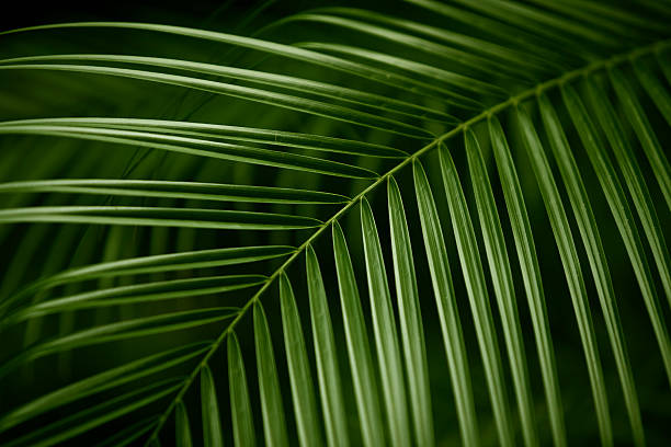 Palm Leaves Abstract (XXXL) stock photo