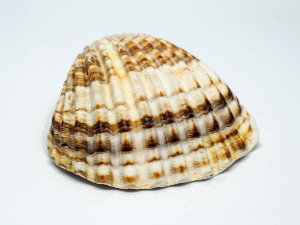 istock Rough brown shell of cockle isolated on white 1210826621