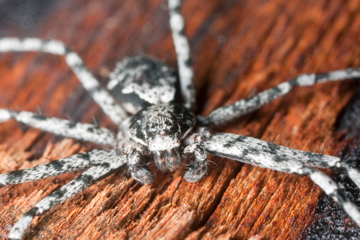 Wolf spider sitting on wood, extreme close up