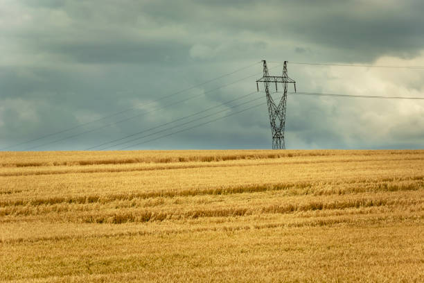 istock Golden field with grain, electric pole and rainy sky 1210827738