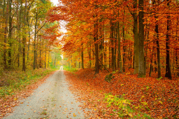 istock A straight road through a colorful autumn forest, autumn view 1210827752
