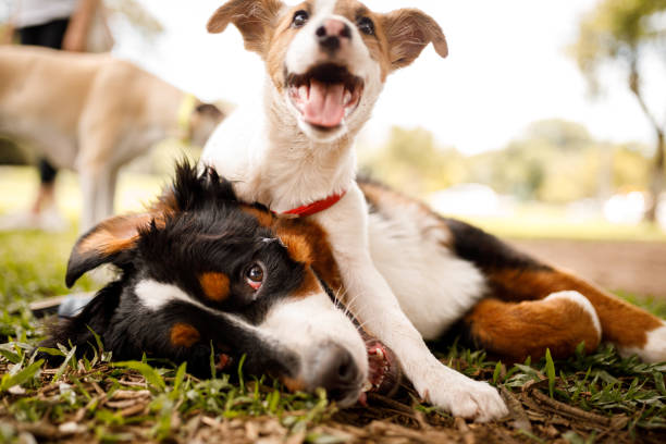 hunde spielen im öffentlichen park - domestizierte tiere fotos stock-fotos und bilder