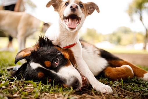 Dogs playing at public park