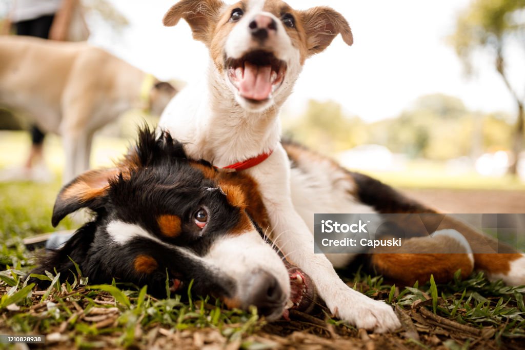 Dogs playing at public park Dog Stock Photo