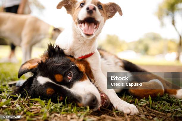 Dogs Playing At Public Park Stock Photo - Download Image Now - Dog, Playing, Playful