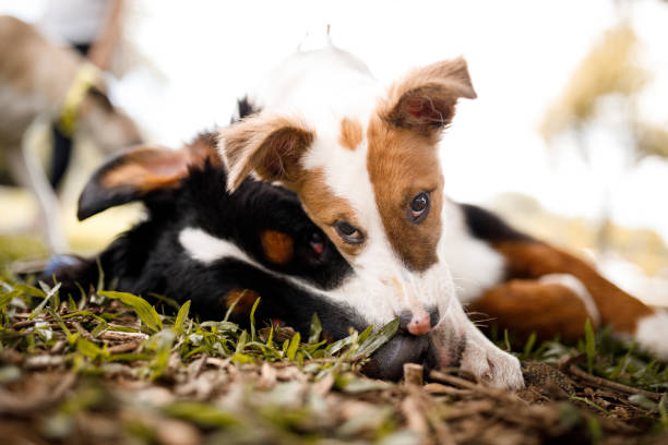Dogs playing at public park