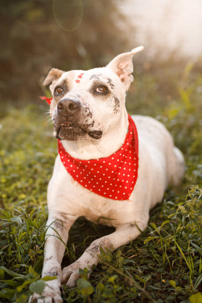 istock Senior dog lying down at grass 1210828960