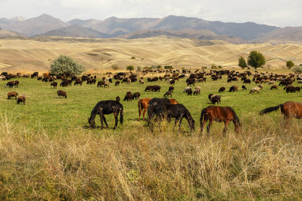 istock pasture in the mountains 1210828979