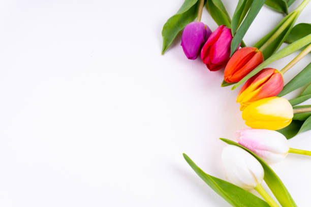 istock Colorful tulips laying in a circle on white background with copy space 1210829190
