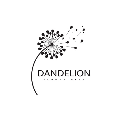 Dandelion flower vector image