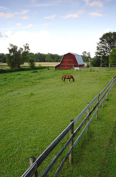 istock Horse in the barnyard. 121083020