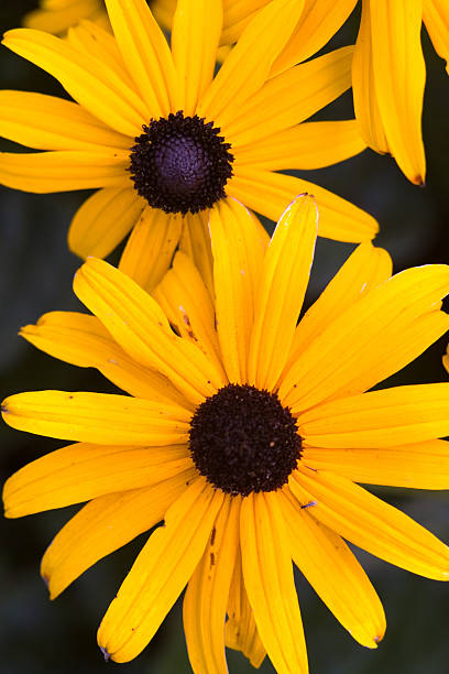 istock Black eyed susan daisies. 121083023