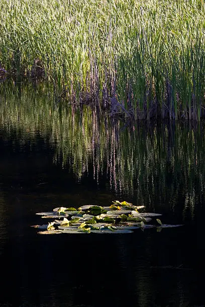 Lily pads floating on calm water.