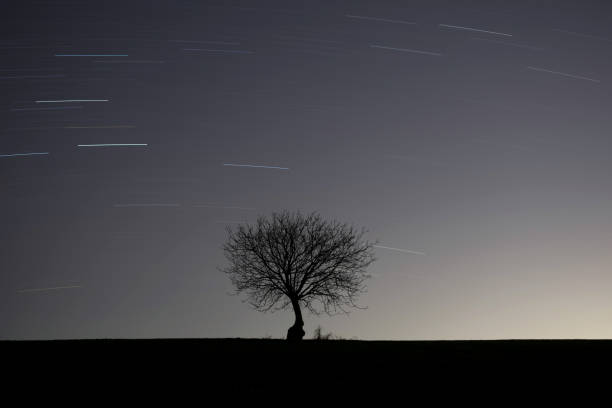 istock Night view of a Walnut Tree with Star Trail. 1210830420