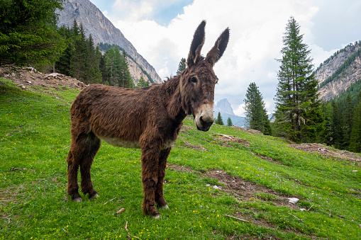 Donkey in the Val Contrin. Dolomites. Italy.