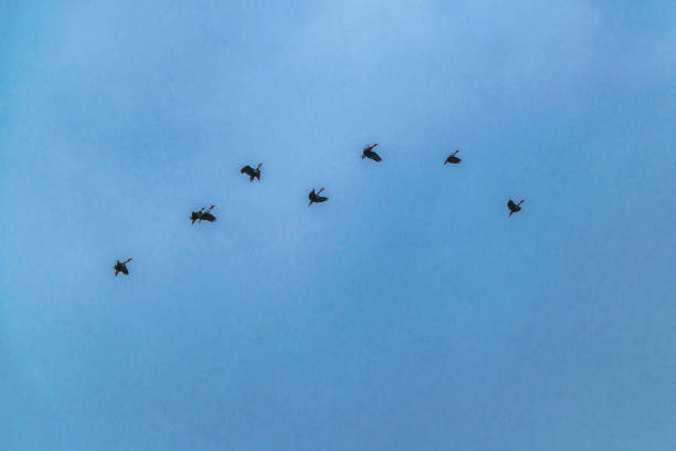 istock Group of Ducks Flying Over Cloudy Sky, Samborodon, Ecuador 1210832102