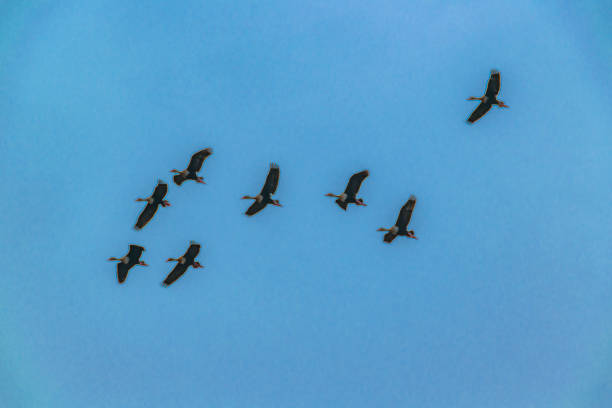 istock Group of Ducks Flying Over Cloudy Sky, Samborodon, Ecuador 1210832175