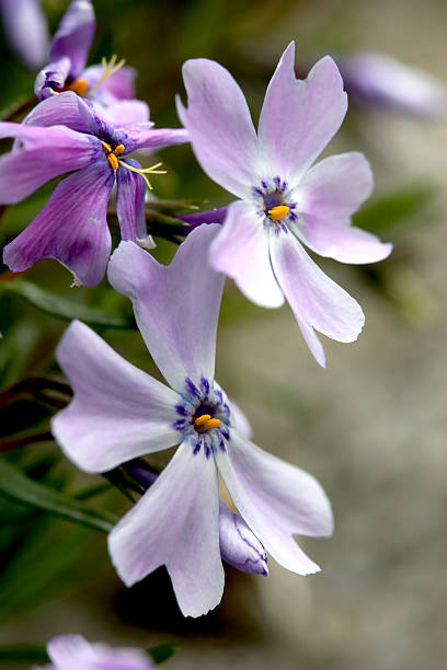 istock Light purple phlox flowers. 121083218