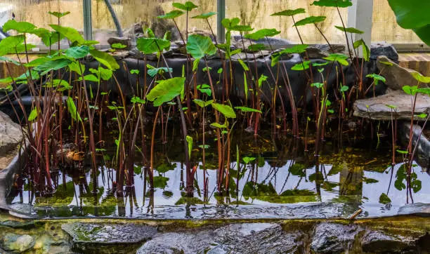 Photo of Taro plants growingin water, Cultivation of tropical plants and vegetables, agriculture background