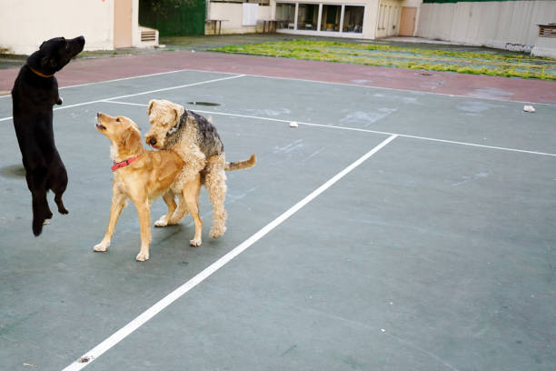 Dogs playing in the park
