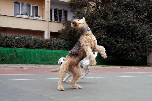 istock Dogs playing in the park 1210833603
