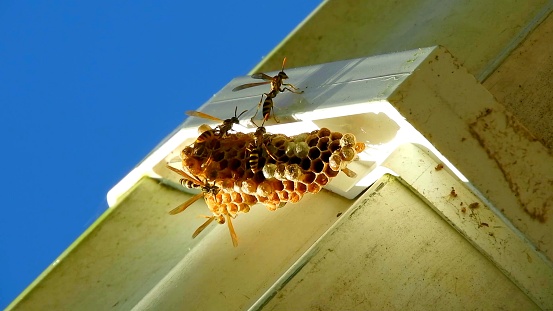 A beehive on a roof of a white house , dangerous insects