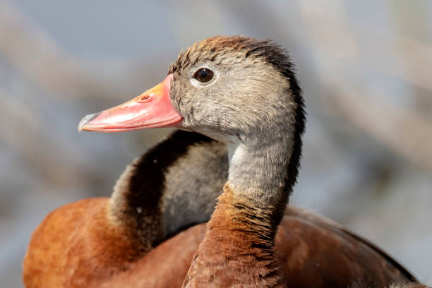 istock Bleck Bellied Whistling Duck 1210834918