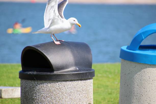 Seagull bird perched against blue water at public park beach