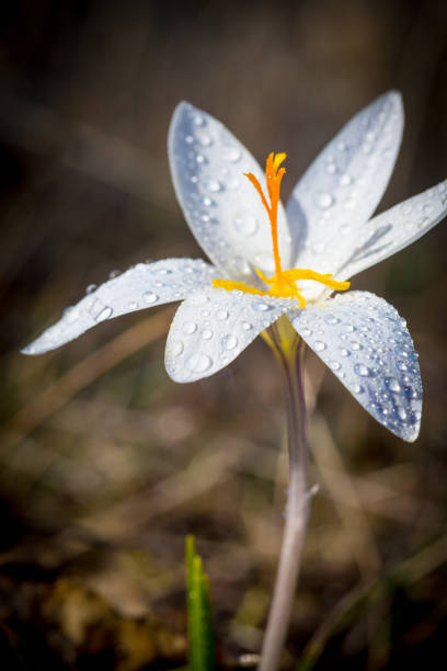 istock wild crocus flower in morning dew 1210836342