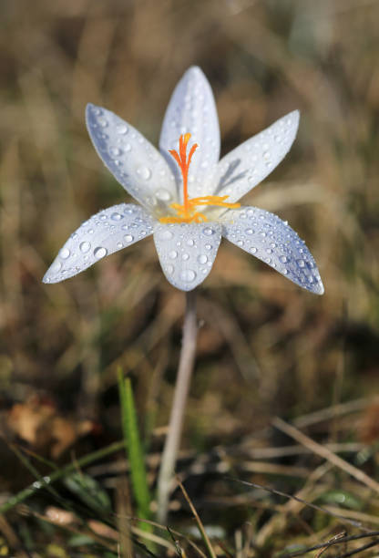 istock wild crocus flower in morning dew 1210836391