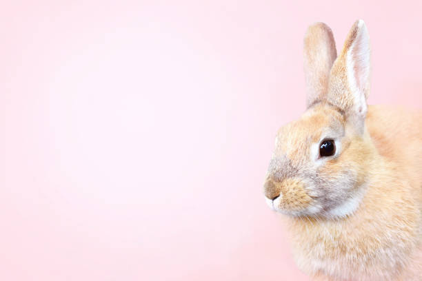 istock Rabbit on pink background, bunny pastel card 1210839226