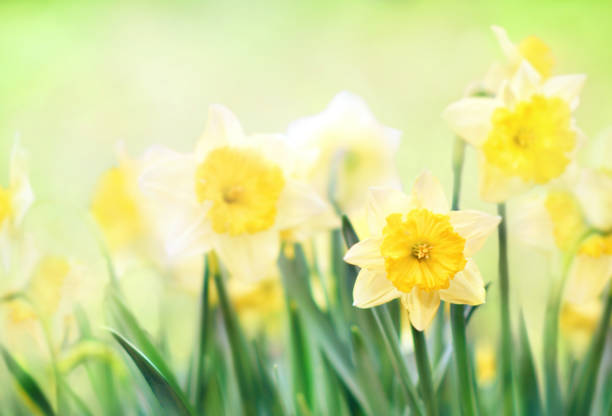 istock Spring blossoming yellow daffodils in garden 1210839237