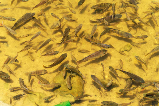 istock Fish in clear water in lake, natural background 1210840800