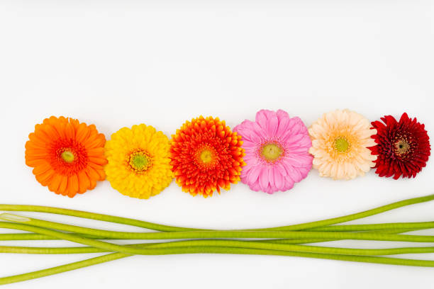 istock some differently coloured Gerbera flowers lie next to each other on a white base and next to them lie the green stems 1210840893