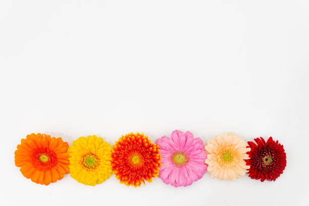 istock some differently coloured Gerbera blossoms lie side by side on a white base 1210840897